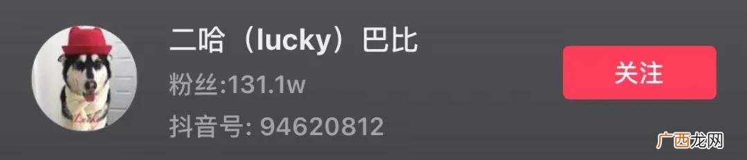 云养狗 云养猫狗