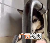云养狗 云养猫狗