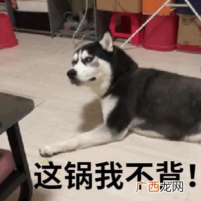 云养狗 云养猫狗