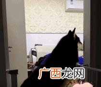云养狗 云养猫狗