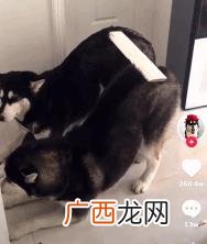 云养狗 云养猫狗