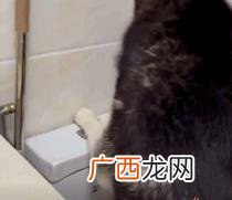 云养狗 云养猫狗