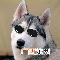 云养狗 云养猫狗