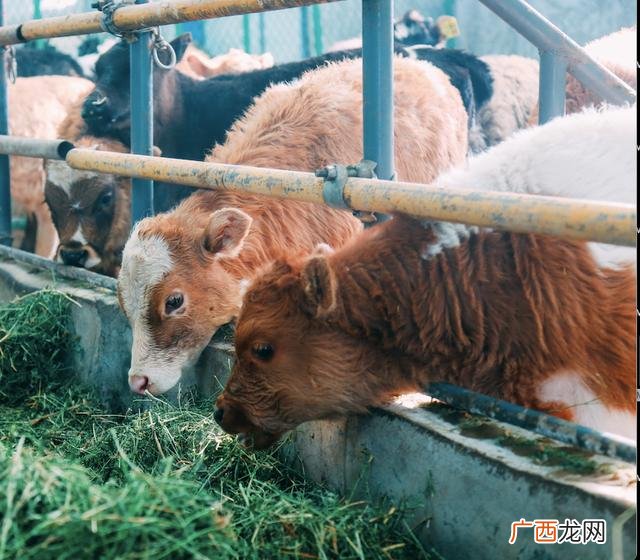 2020年养殖业新政策 农村养殖业致富项目