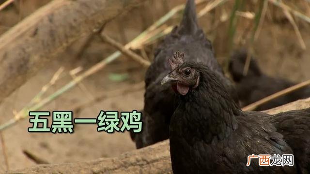 央视财经评论 三农创业英雄汇