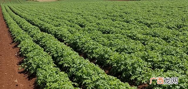 农民种植什么最挣钱,最稳定,种什么收入高