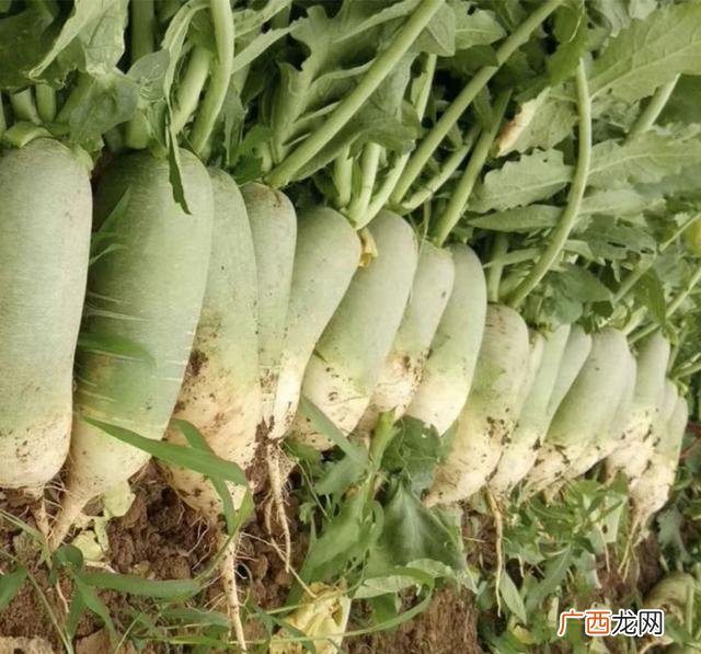 农民种植什么最挣钱,最稳定,种什么收入高