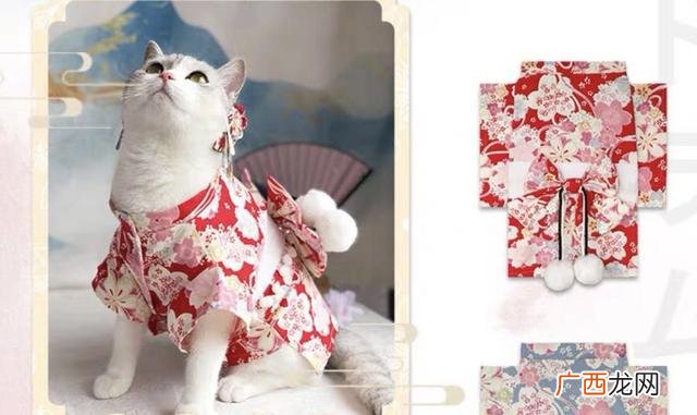 我想做你的小猫猫,我想小猫创业