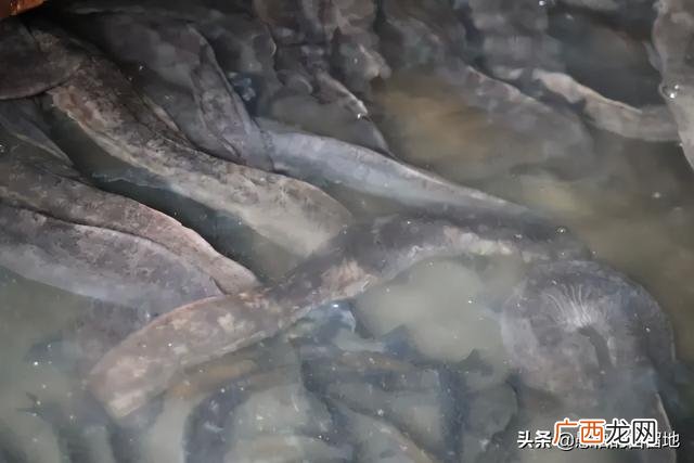 创业项目排行榜前十名 大学生创业致富项目