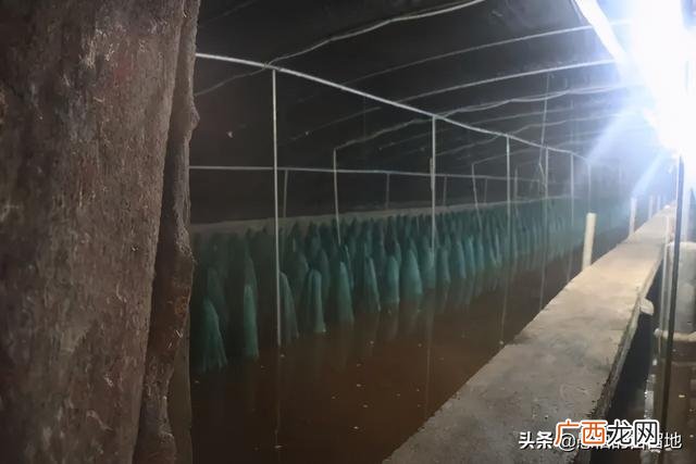 创业项目排行榜前十名 大学生创业致富项目