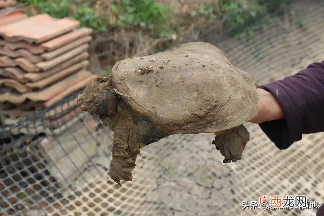 创业项目排行榜前十名 大学生创业致富项目