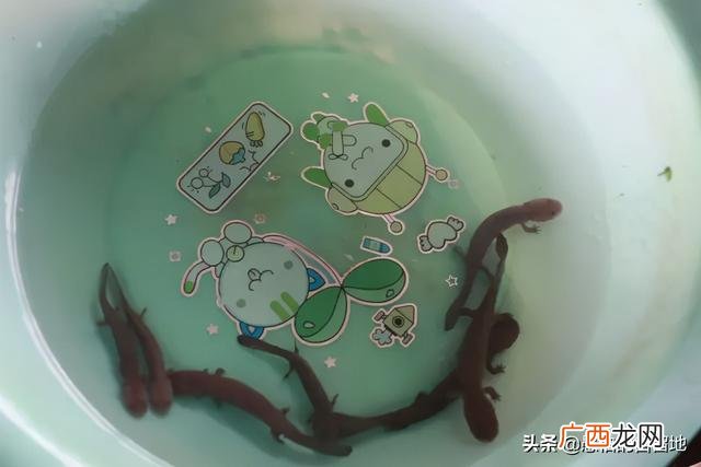 创业项目排行榜前十名 大学生创业致富项目