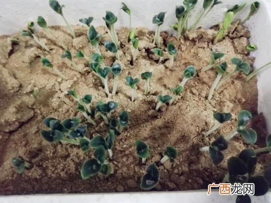 樊登小读者目录,樊登小读者怎么样