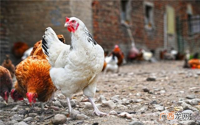 农村投资少的创业项目 农村自主创业网