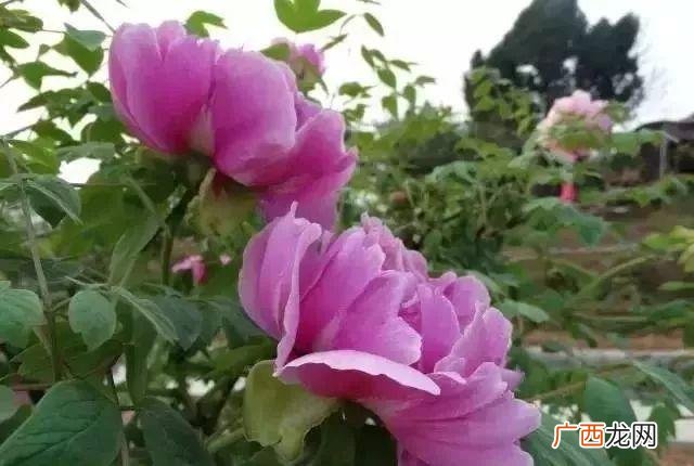 娱乐风洞玩一次多少钱,绵阳娱乐风洞