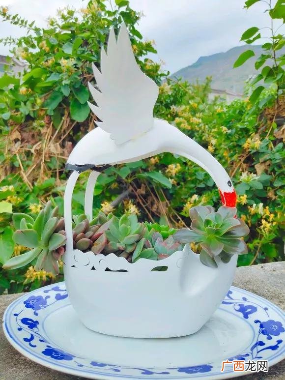 洗衣液瓶子怎么做喷壶,用洗衣液瓶做手工作品