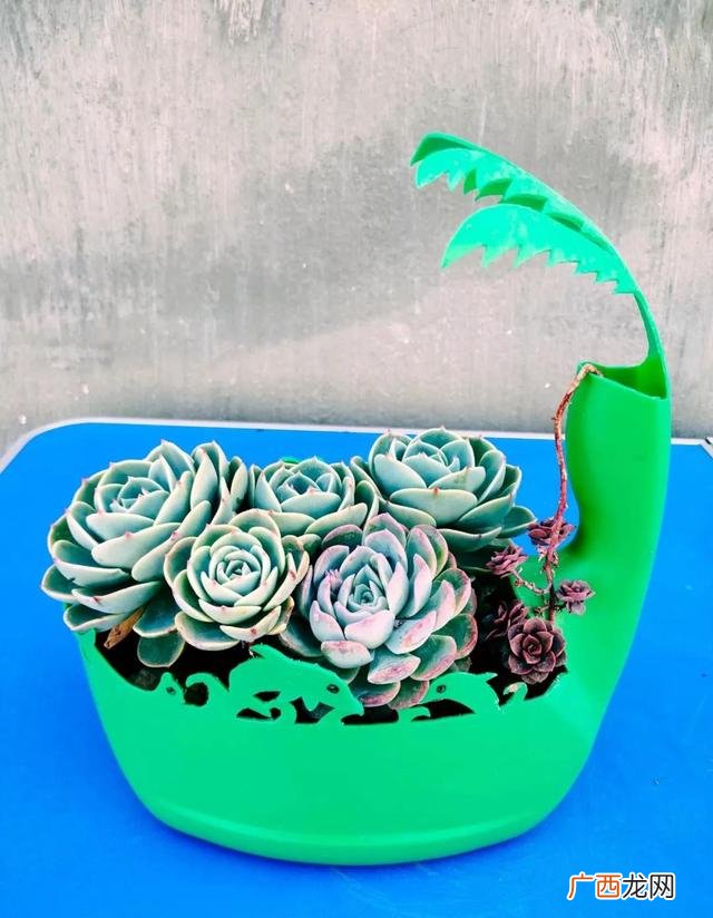 洗衣液瓶子怎么做喷壶,用洗衣液瓶做手工作品