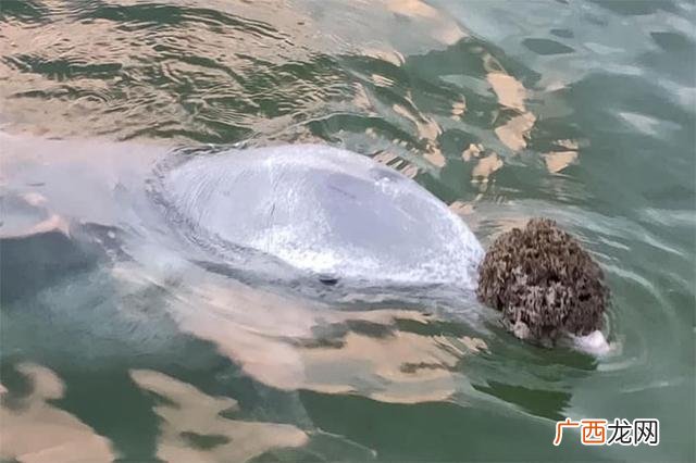 海豚英语怎么读音发音 贝壳英语怎么说发音