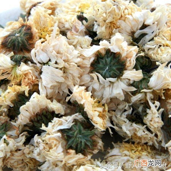 任何菊花都可以晒干泡茶吗,不能食用菊花图片
