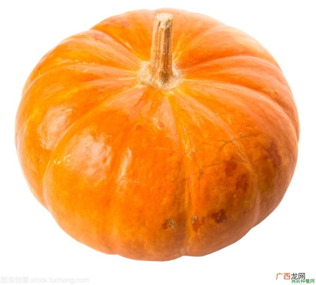 女王花笠怎么养？女王花笠多肉养殖方法？需要注意什么