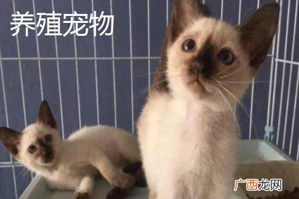 免费创业扶持项目 农村扶贫创业项目大全