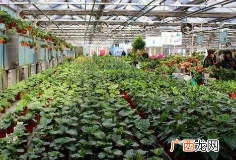 温室花卉利润,创业种植花卉行业