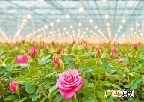 温室花卉利润,创业种植花卉行业