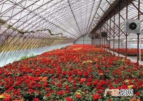 温室花卉利润,创业种植花卉行业