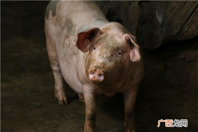 在自家地里建养殖场合法吗,在自己家地里建养殖场