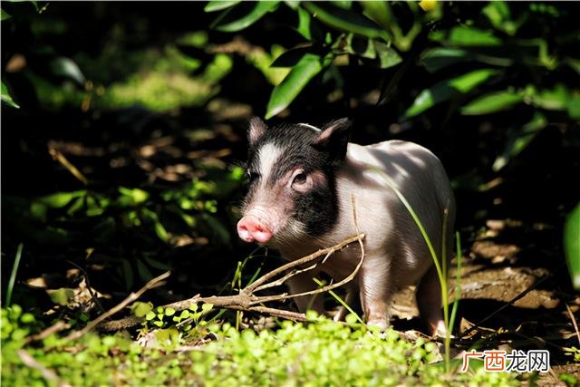 在自家地里建养殖场合法吗,在自己家地里建养殖场