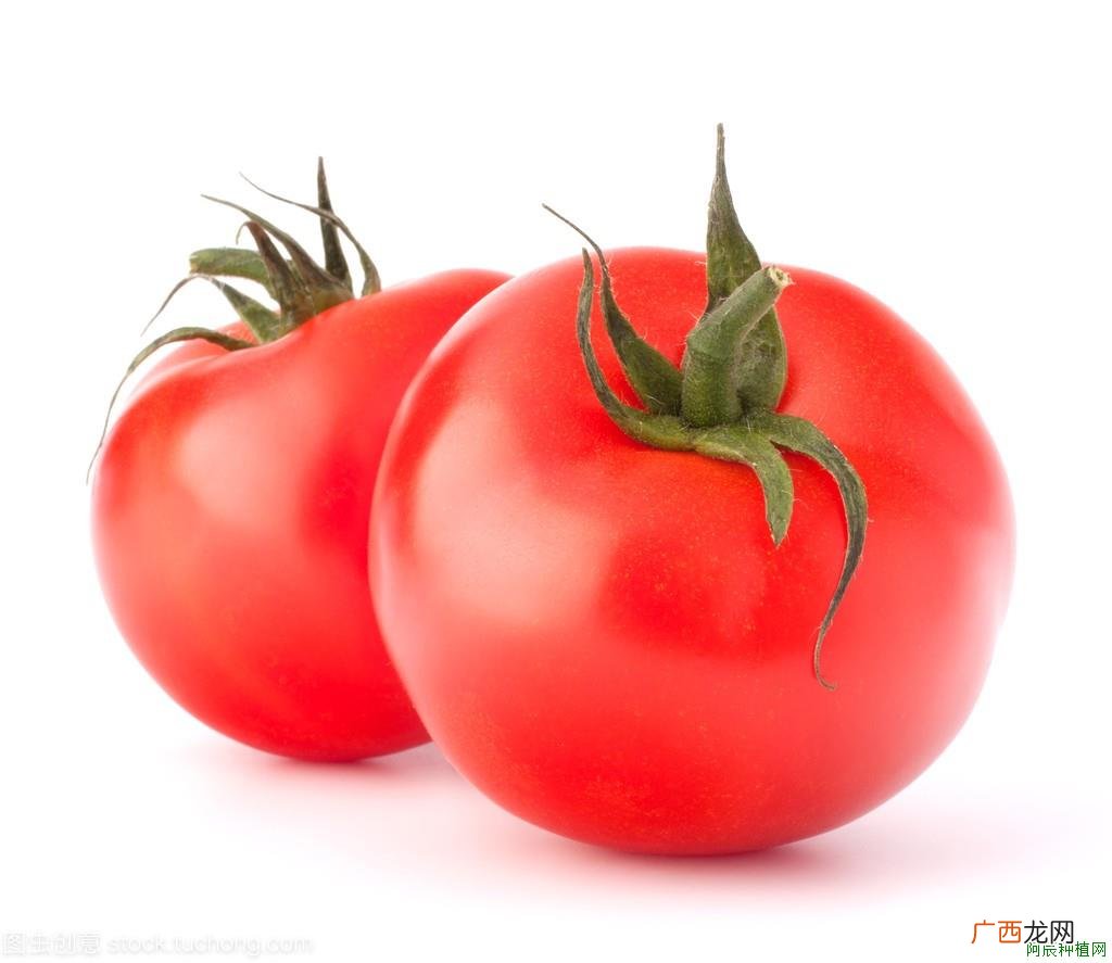 佛肚树怎么种植？【图】？原来如此