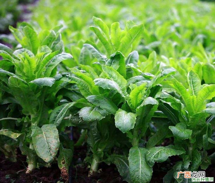 拇指盆栽的病害有哪些？一起来看看吧