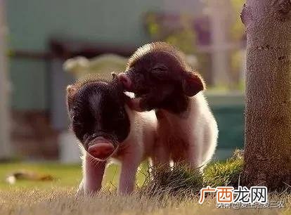 家庭小养殖项目,在家创业养殖有什么好项目