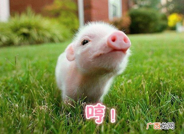 家庭小养殖项目,在家创业养殖有什么好项目