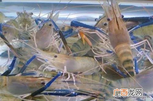 家庭小养殖项目,在家创业养殖有什么好项目