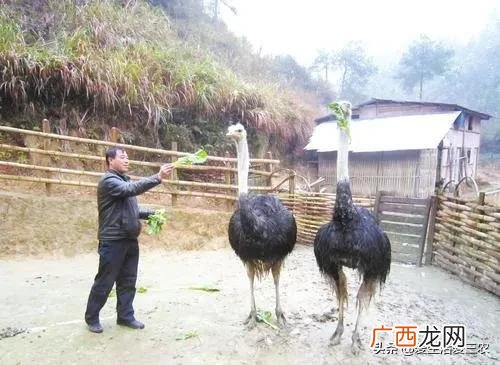 家庭小养殖项目,在家创业养殖有什么好项目