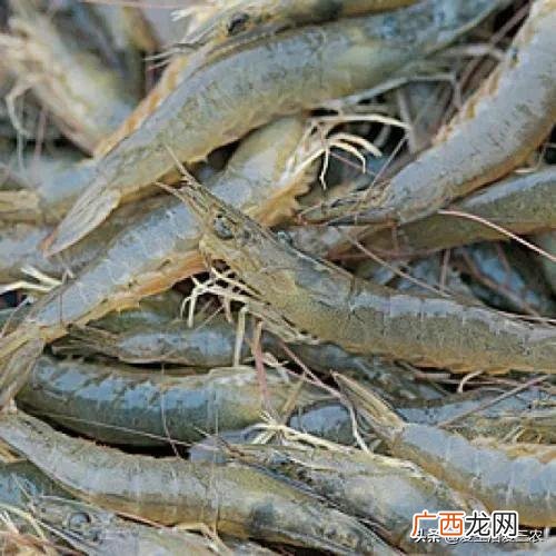家庭小养殖项目,在家创业养殖有什么好项目