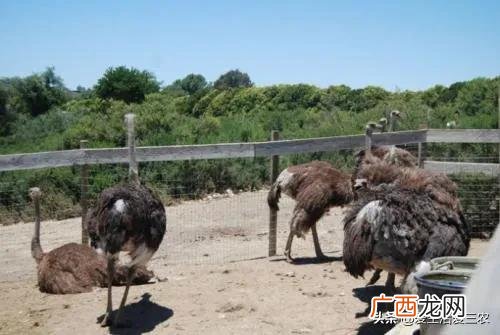 家庭小养殖项目,在家创业养殖有什么好项目