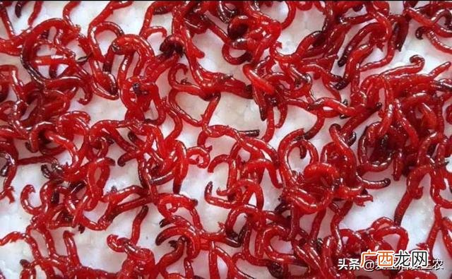 家庭小养殖项目,在家创业养殖有什么好项目