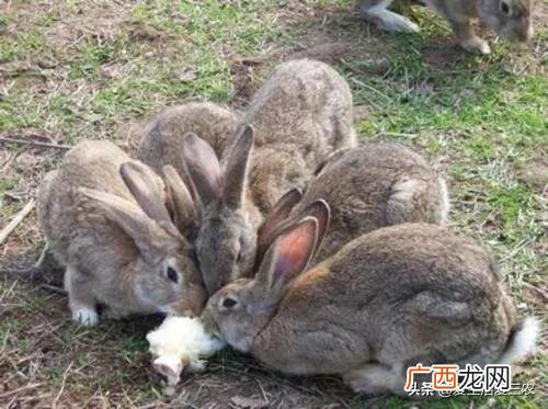 家庭小养殖项目,在家创业养殖有什么好项目