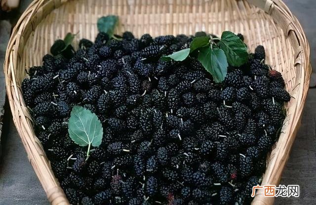 女人喝桑葚酒的好处 桑果酒的