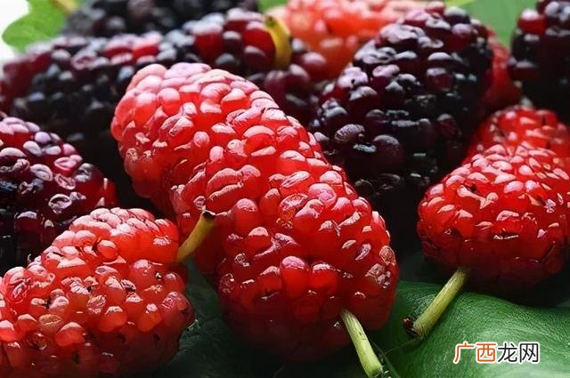 女人喝桑葚酒的好处 桑果酒的