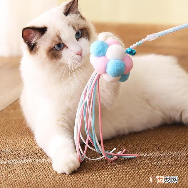 养猫注意事项,云养猫创业策划