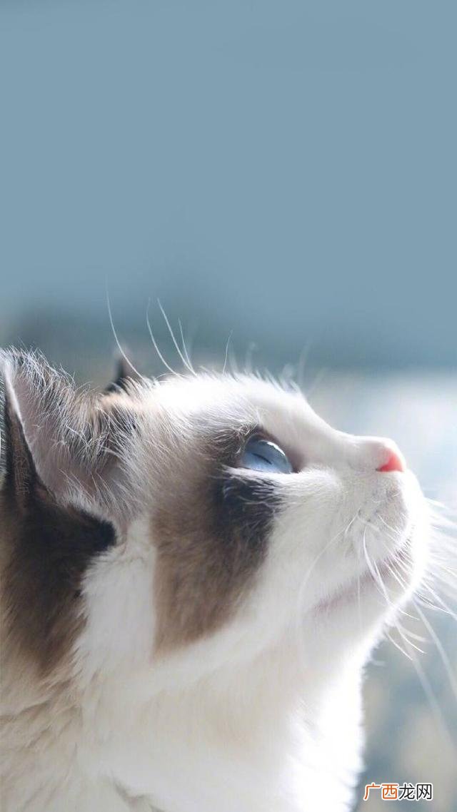 养猫注意事项,云养猫创业策划