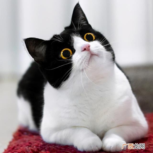 养猫注意事项,云养猫创业策划