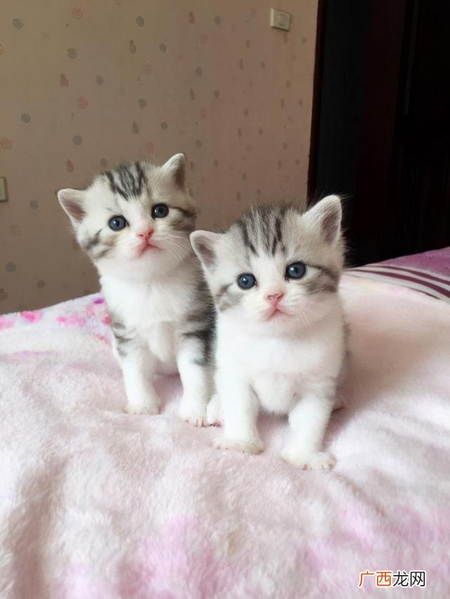 养猫注意事项,云养猫创业策划