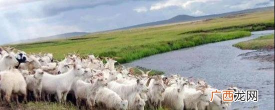 甘肃省的大型养羊场 吉林德尔美养羊基地