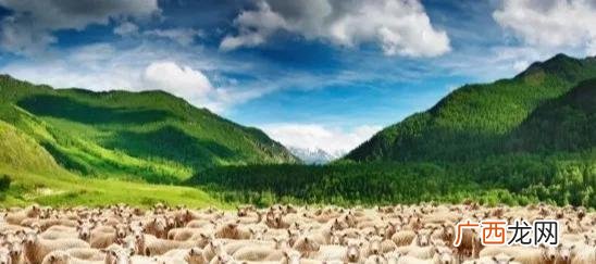 甘肃省的大型养羊场 吉林德尔美养羊基地