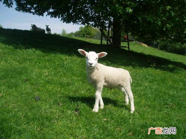 穷人创业一千元以下的 致富经创业项目