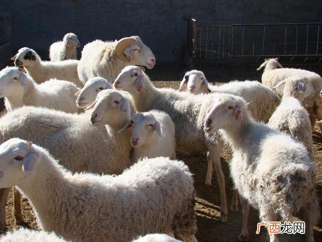 穷人创业一千元以下的 致富经创业项目